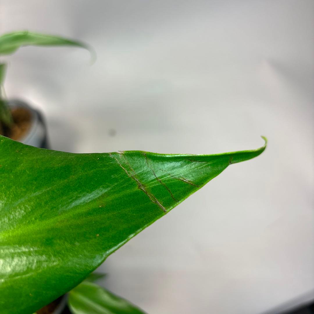 S*T様 5株セットms36モンステラ バールマルクスフレーム