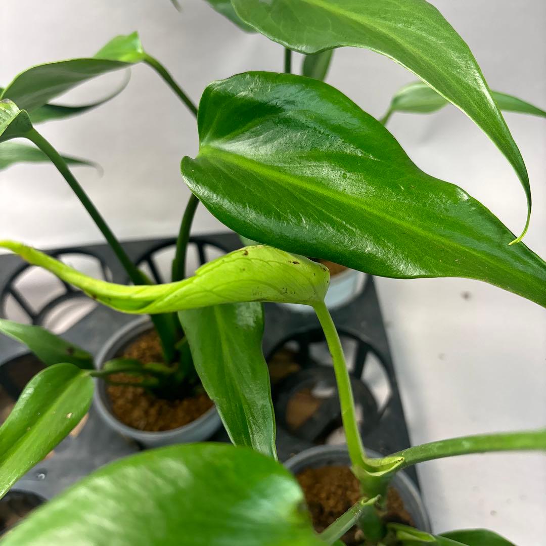 S*T様 5株セットms36モンステラ バールマルクスフレーム