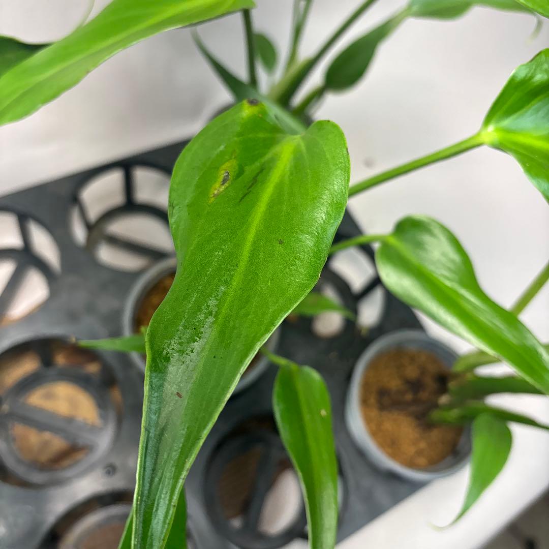 S*T様 5株セットms36モンステラ バールマルクスフレーム