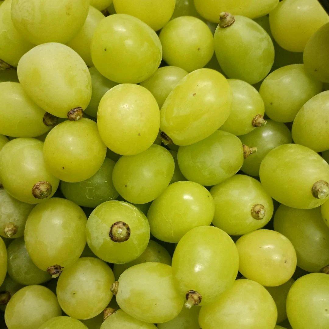 シヤインマスカット大粒完熟