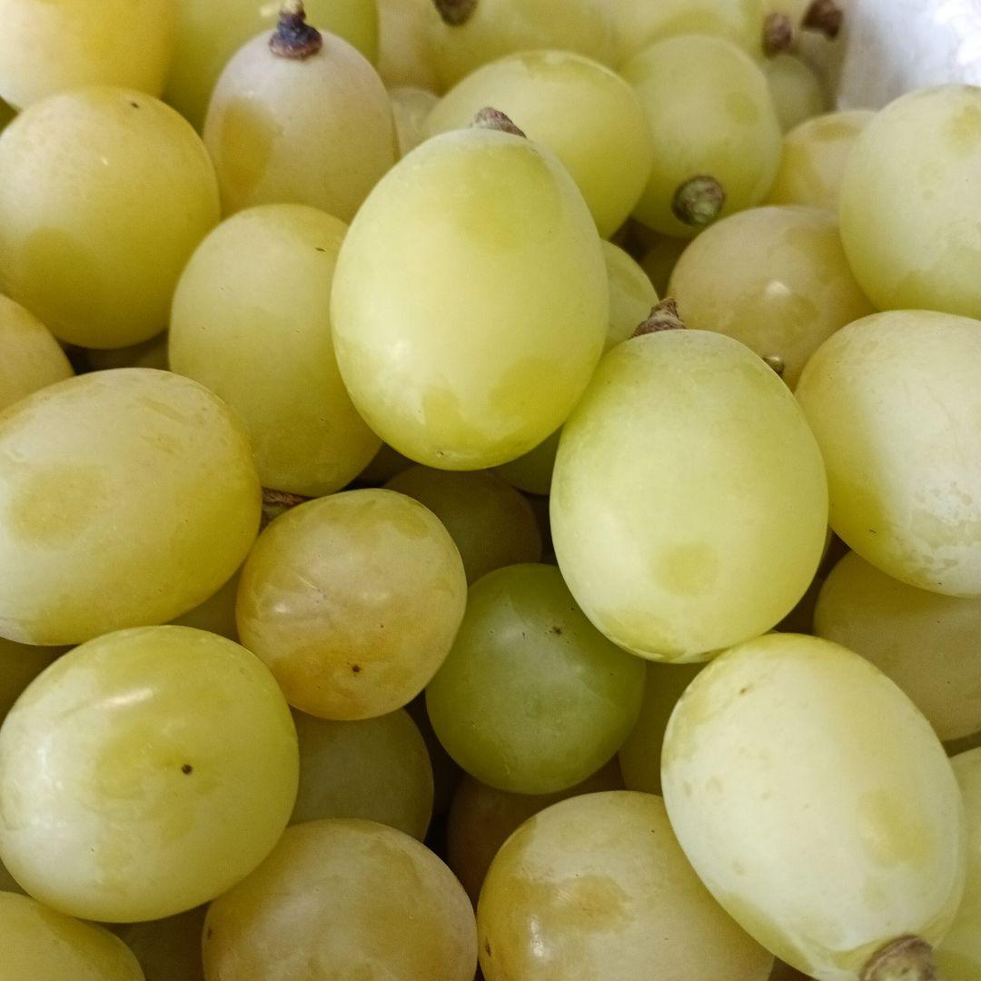 シヤインマスカット大粒完熟