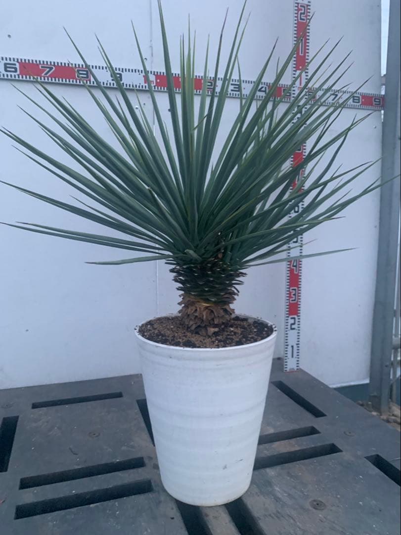 ユッカ　リギダ　分頭　　白鉢