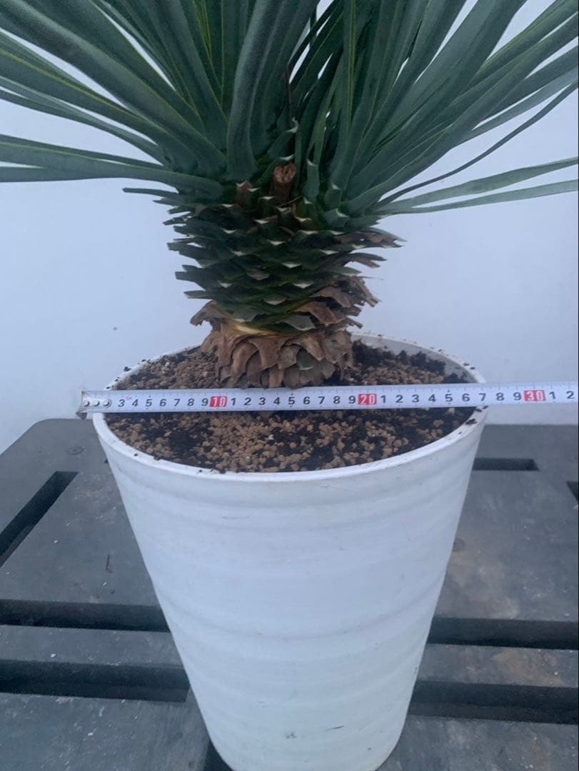 ユッカ　リギダ　分頭　　白鉢