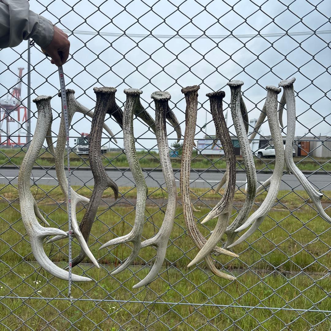 鹿の角 立体オブジェ 約70cm(10本)