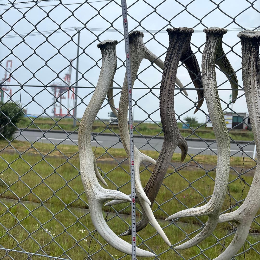 鹿の角 立体オブジェ 約70cm(10本)