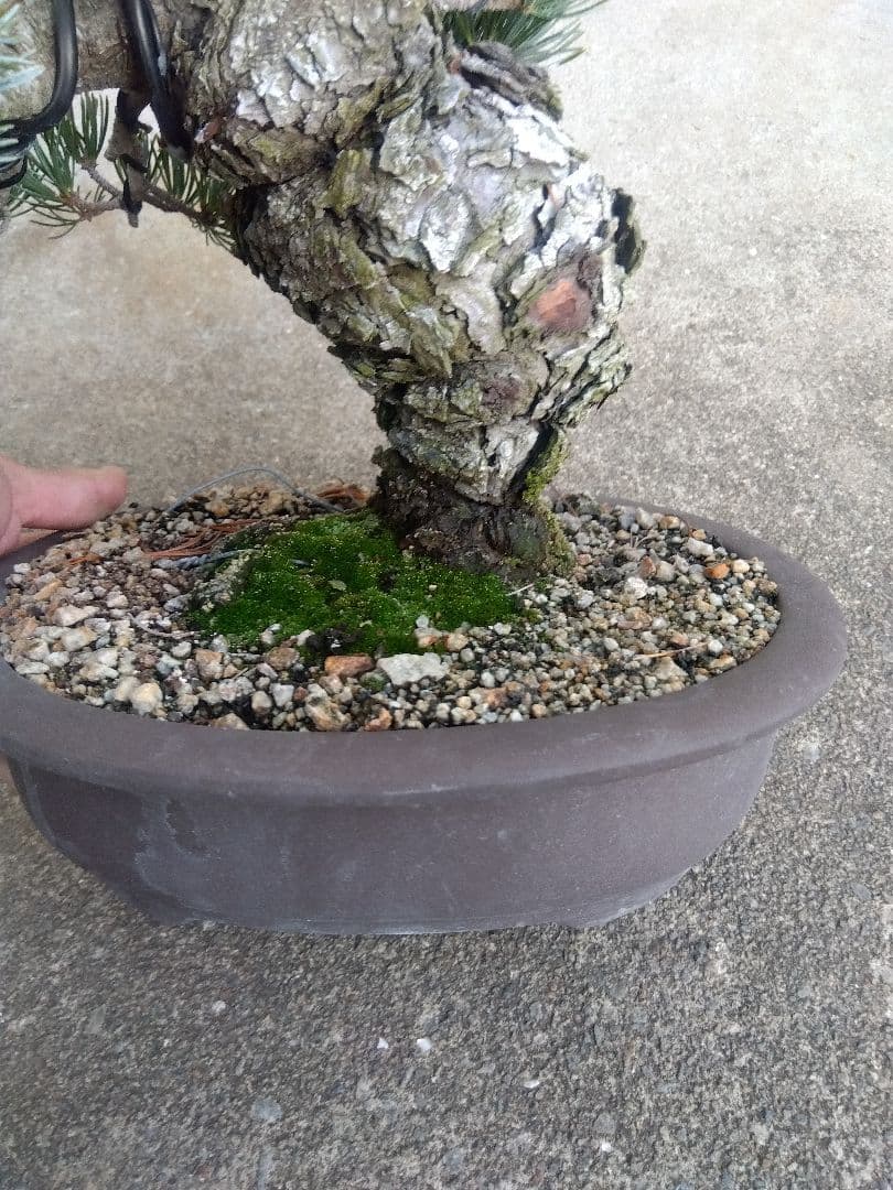 五葉松　盆栽　極太❗良樹形❗8号陶器鉢つき　③