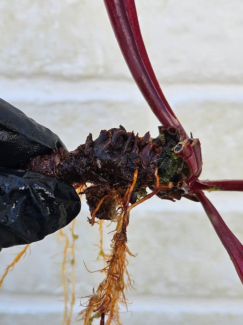 【逸品】食虫植物 サラセニア・イッセイ 一正園 充実株