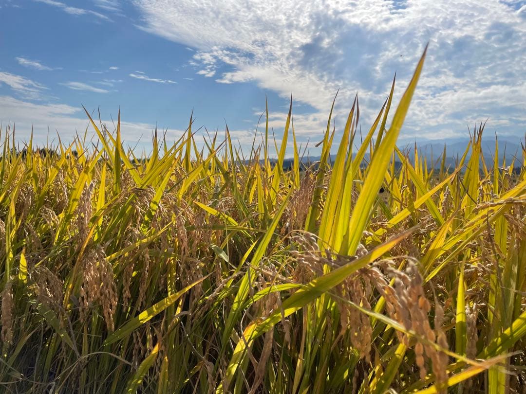 令和7年産ひとめぼれ玄米30キロ