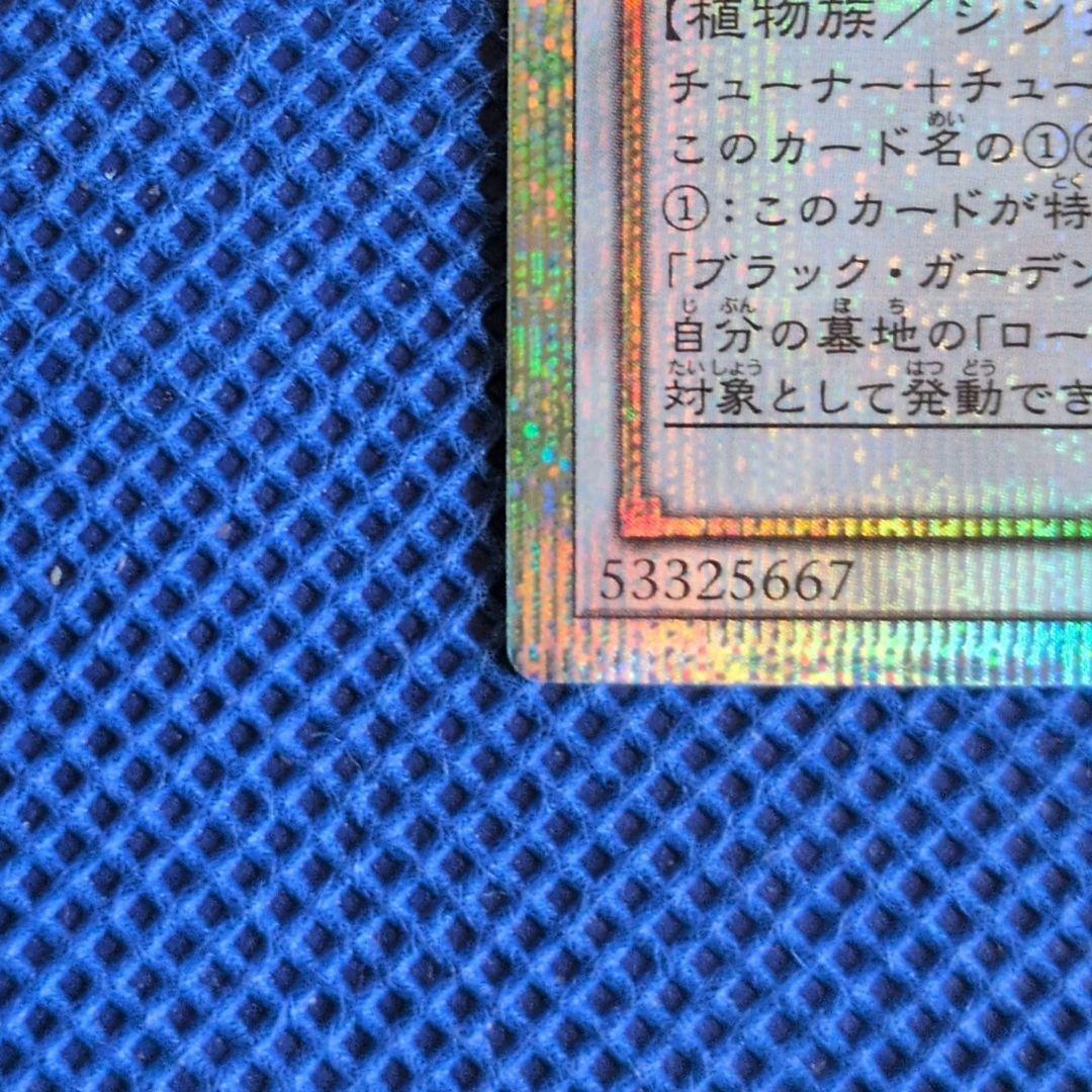 ガーデン・ローズ・メイデン ガーデンローズメイデン プリズマ 絵違い 日版