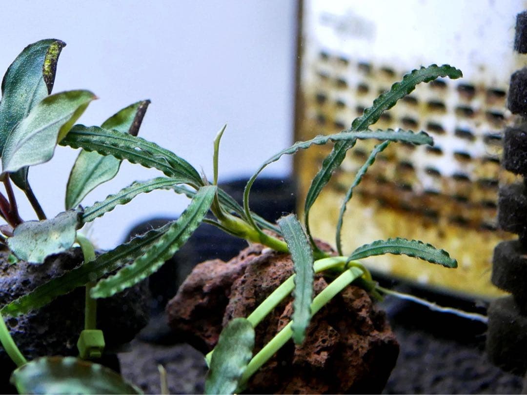 ブセファランドラ『１１種１１株』【完全水中葉【レア種入】宅急便発送（発泡箱使用）