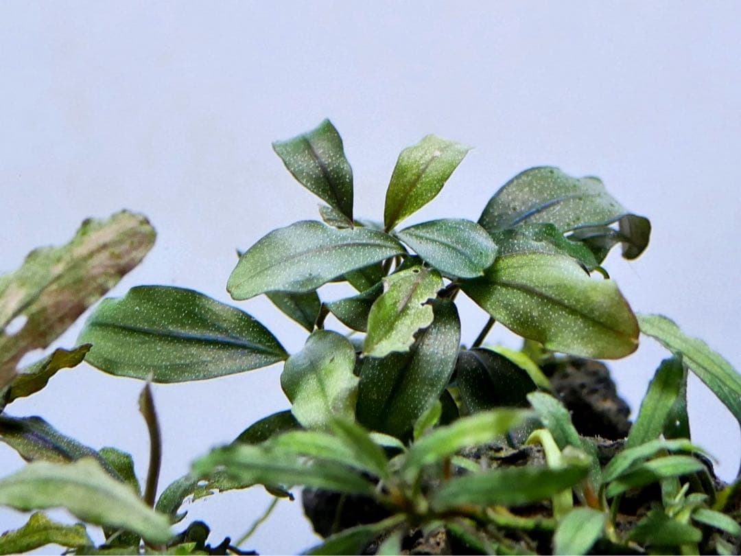 ブセファランドラ『１１種１１株』【完全水中葉【レア種入】宅急便発送（発泡箱使用）