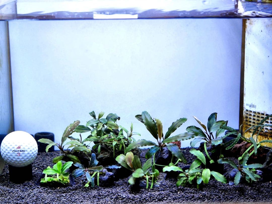 ブセファランドラ『１１種１１株』【完全水中葉【レア種入】宅急便発送（発泡箱使用）