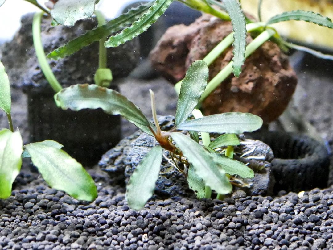 ブセファランドラ『１１種１１株』【完全水中葉【レア種入】宅急便発送（発泡箱使用）