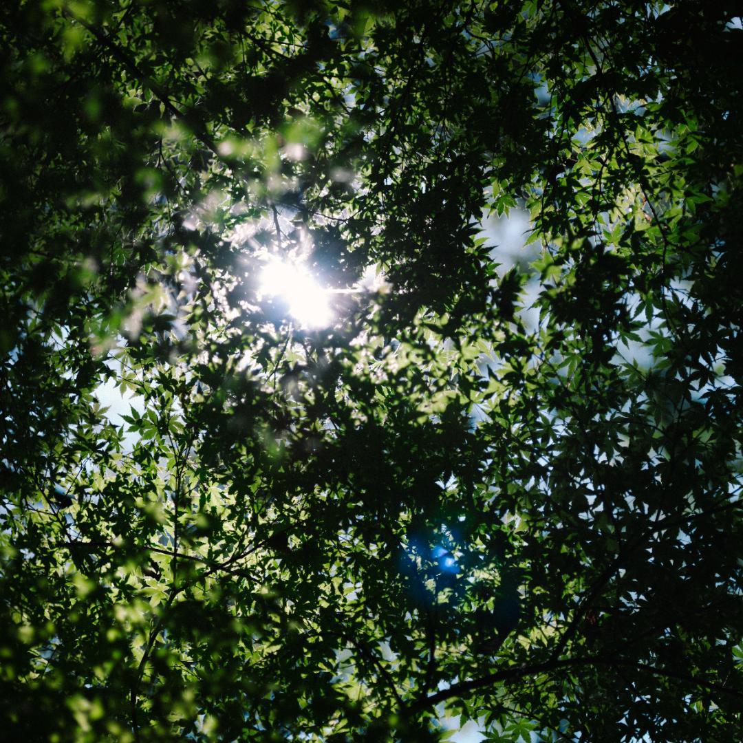 Phase One P30+ Hasselblad Vマウント デジタルバック