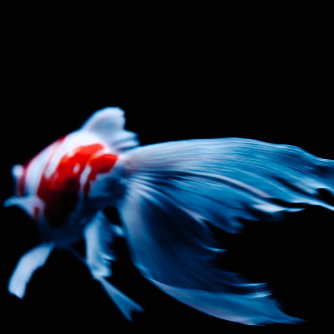 Phase One P30+ Hasselblad Vマウント デジタルバック