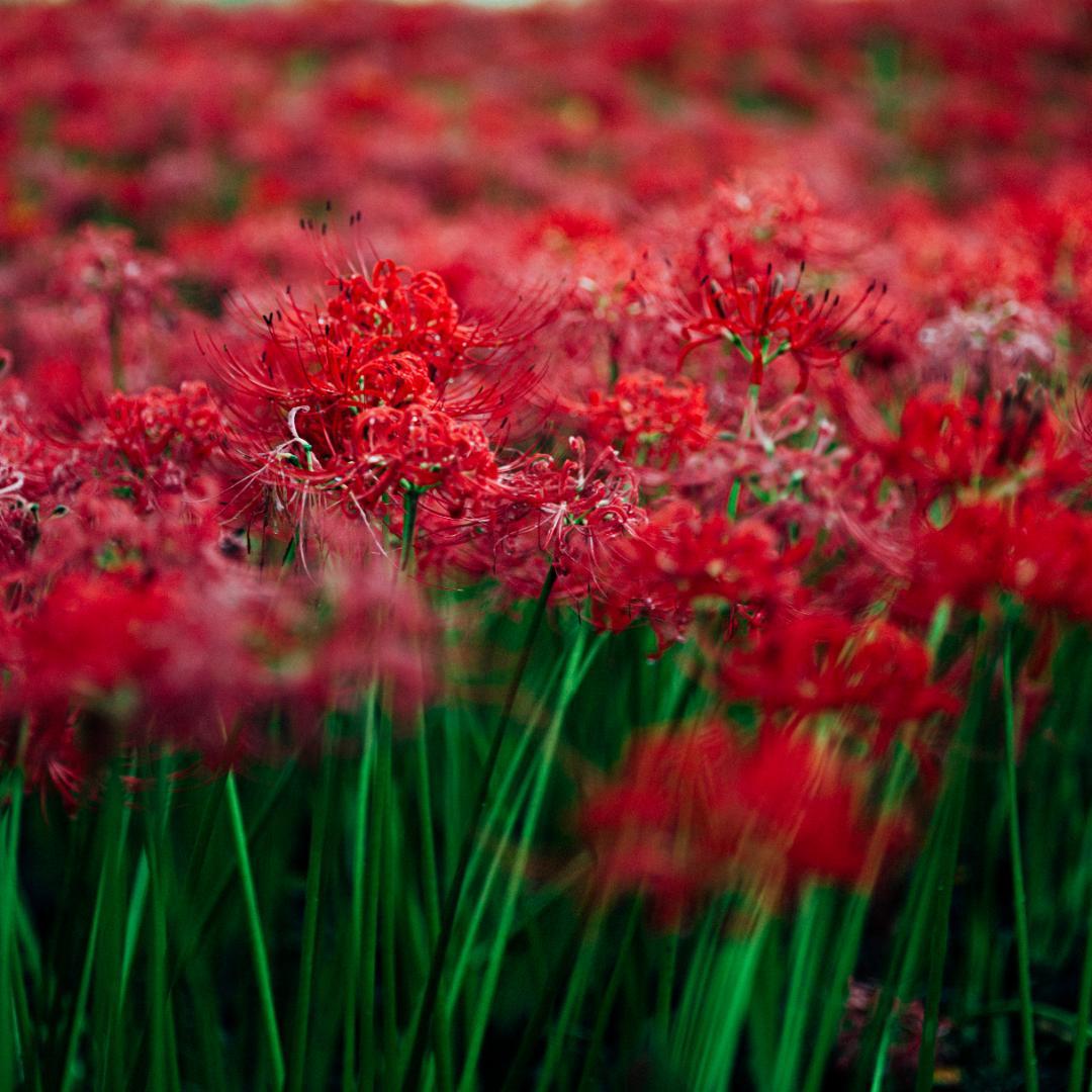 Phase One P30+ Hasselblad Vマウント デジタルバック