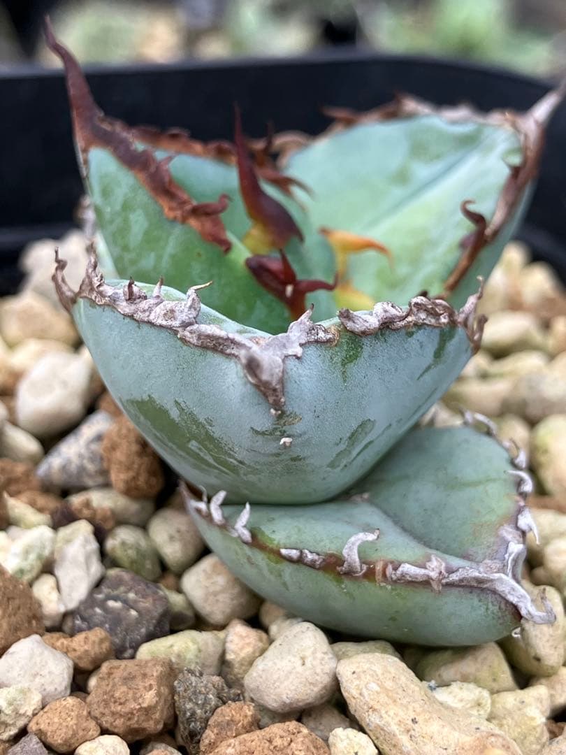 アガベ チタノタ ブルー 実生　鉢ごと発送