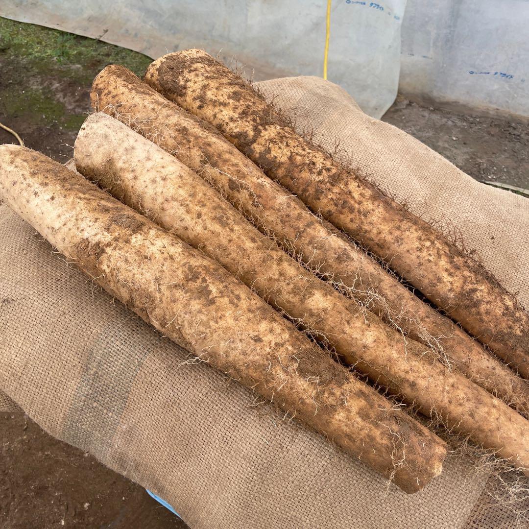 【11月3日発送】北海道産 長芋 20キロ