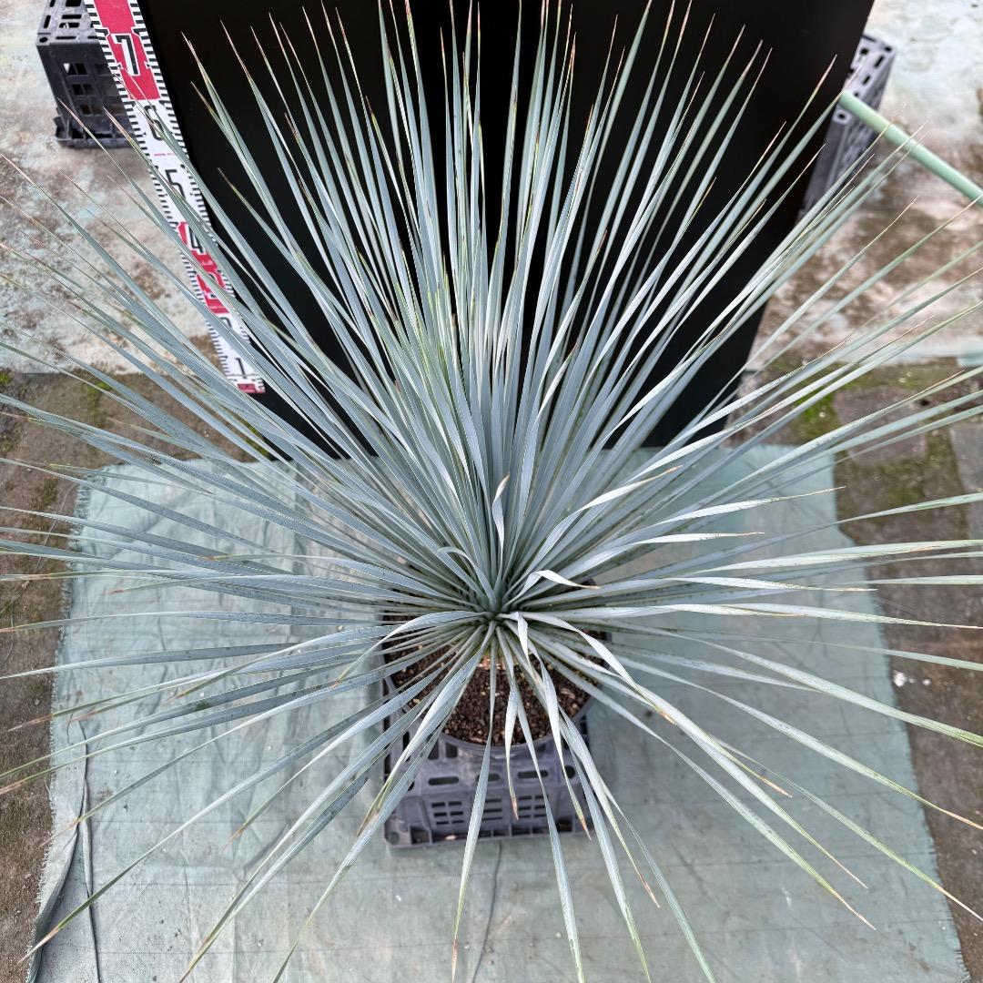 【AL1148】ユッカ　ロストラータ　ランチョブルー　数量限定