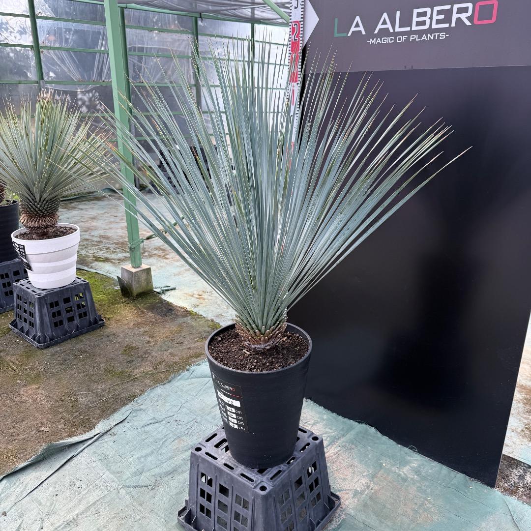 【AL1148】ユッカ　ロストラータ　ランチョブルー　数量限定