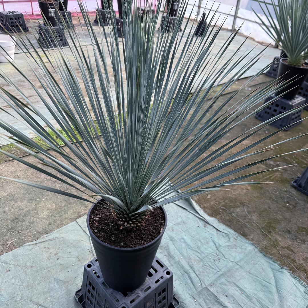 【AL1148】ユッカ　ロストラータ　ランチョブルー　数量限定