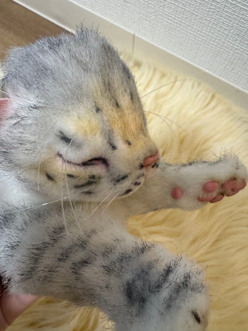 海外作家様作　アートドール　ネコの赤ちゃん