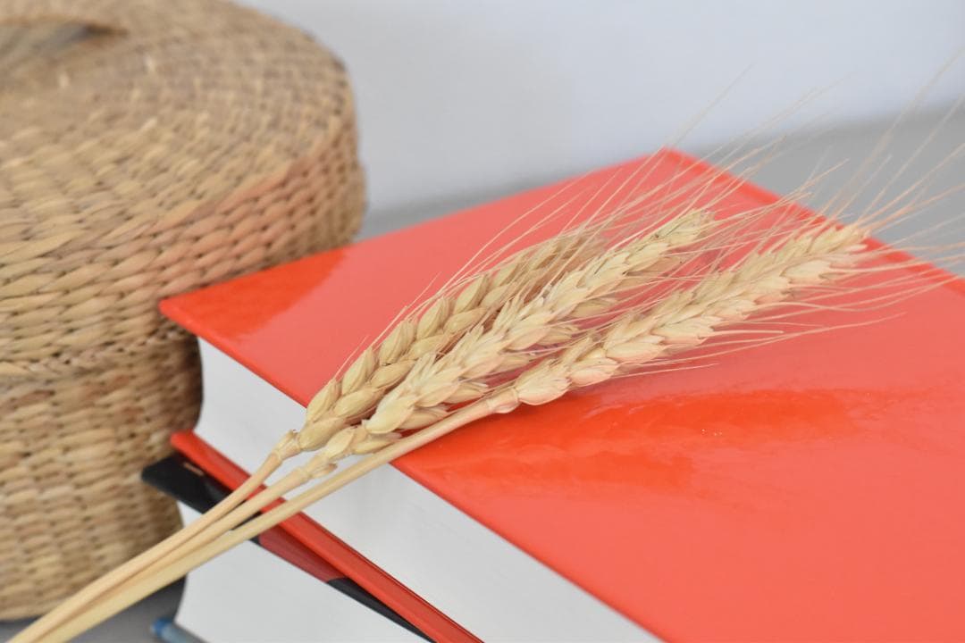 Pさん様 リクエスト Nikon F2 フォトミックA レンズ変更