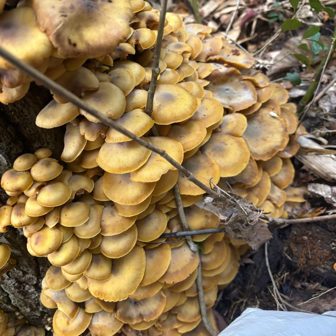 なおです　　　山菜　野菜　きのこ