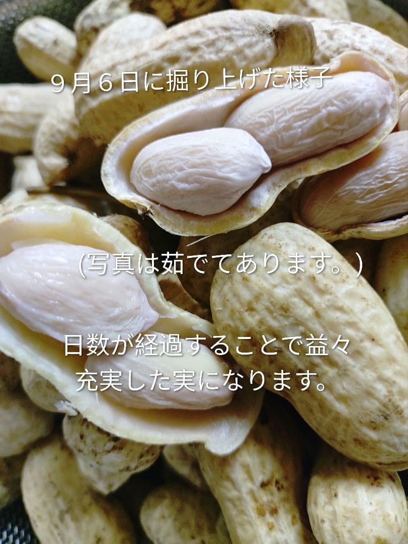 千葉県　八街産　掘りたて　おおまさり　生落花生　12Kg