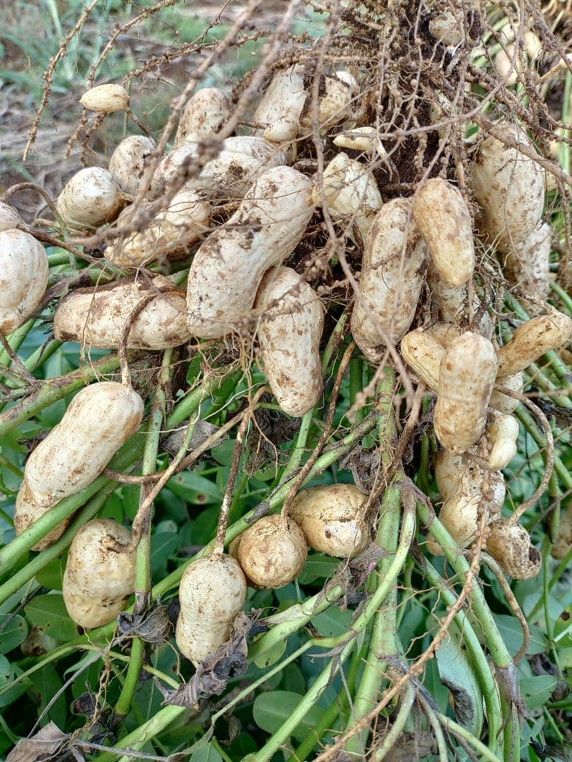 千葉県　八街産　掘りたて　おおまさり　生落花生　12Kg