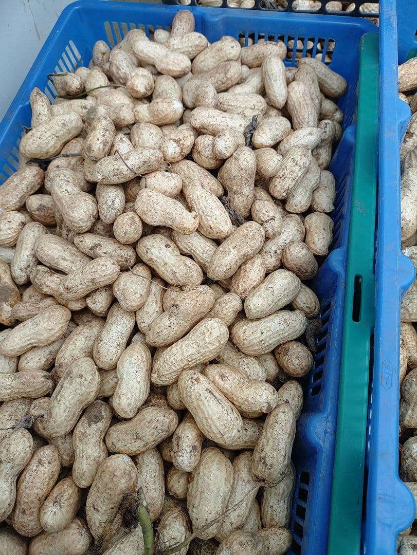 千葉県　八街産　掘りたて　おおまさり　生落花生　12Kg