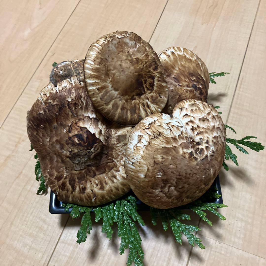 北海道産❗️天然松茸❗️570g‼️