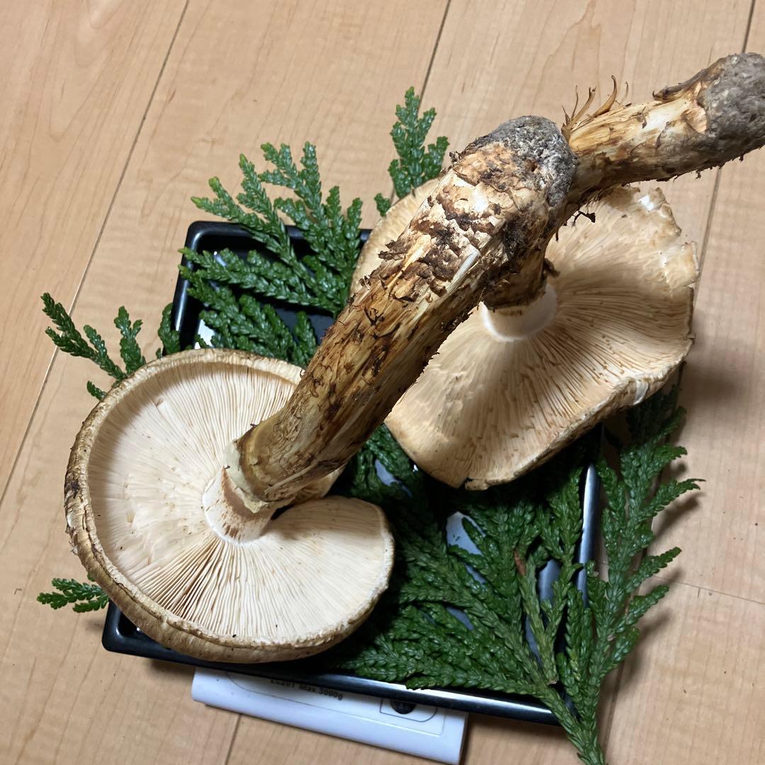 北海道産❗️天然松茸❗️570g‼️