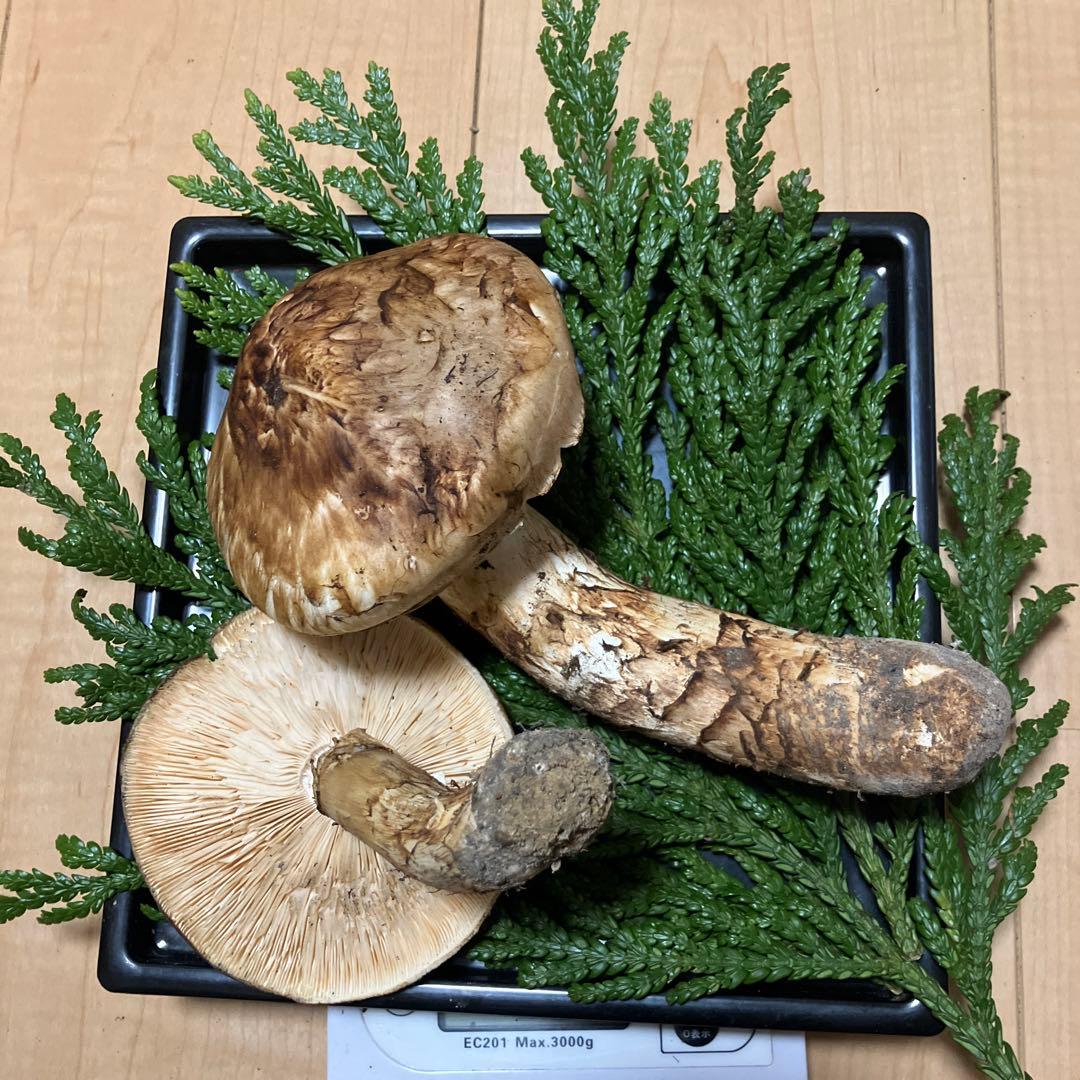 北海道産❗️天然松茸❗️570g‼️