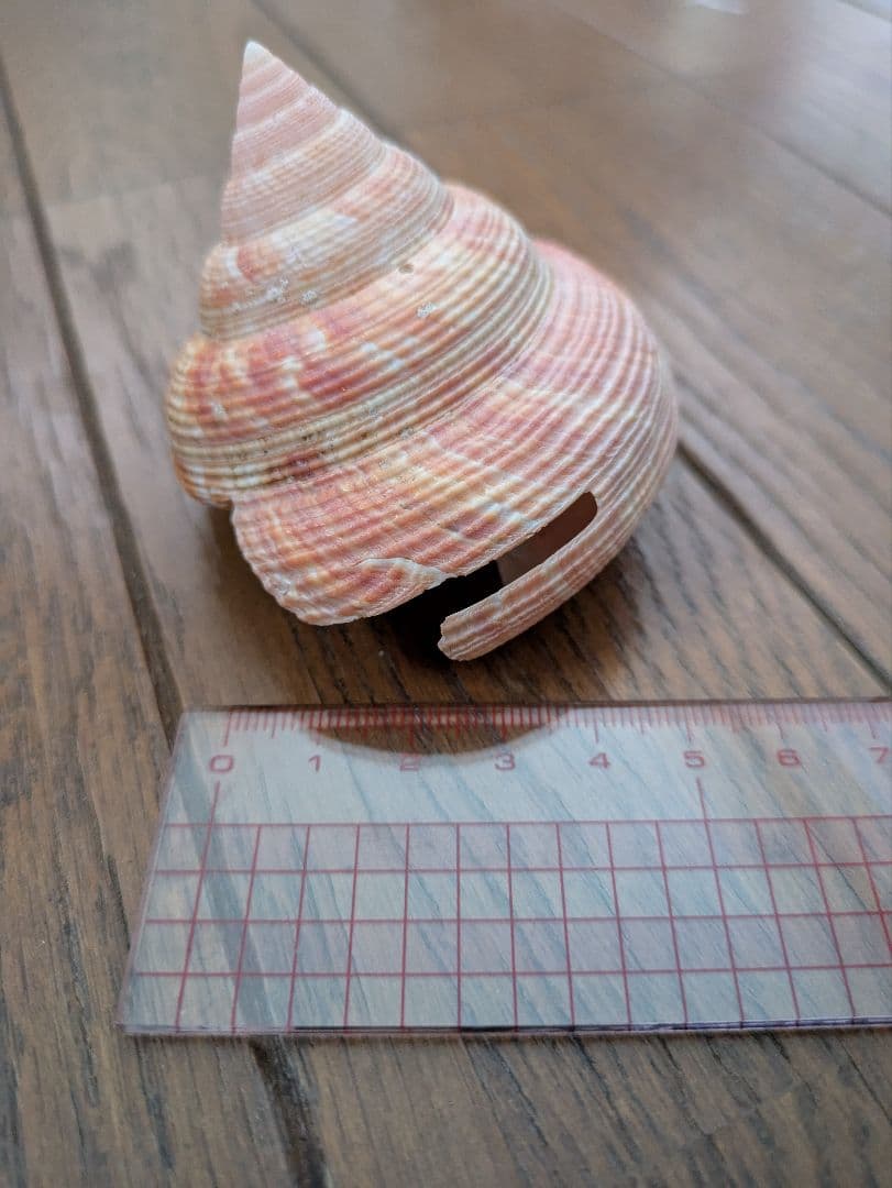エビスガイ　オキナエビスガイ　貝殻