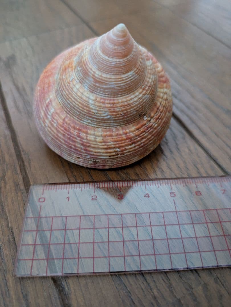 エビスガイ　オキナエビスガイ　貝殻