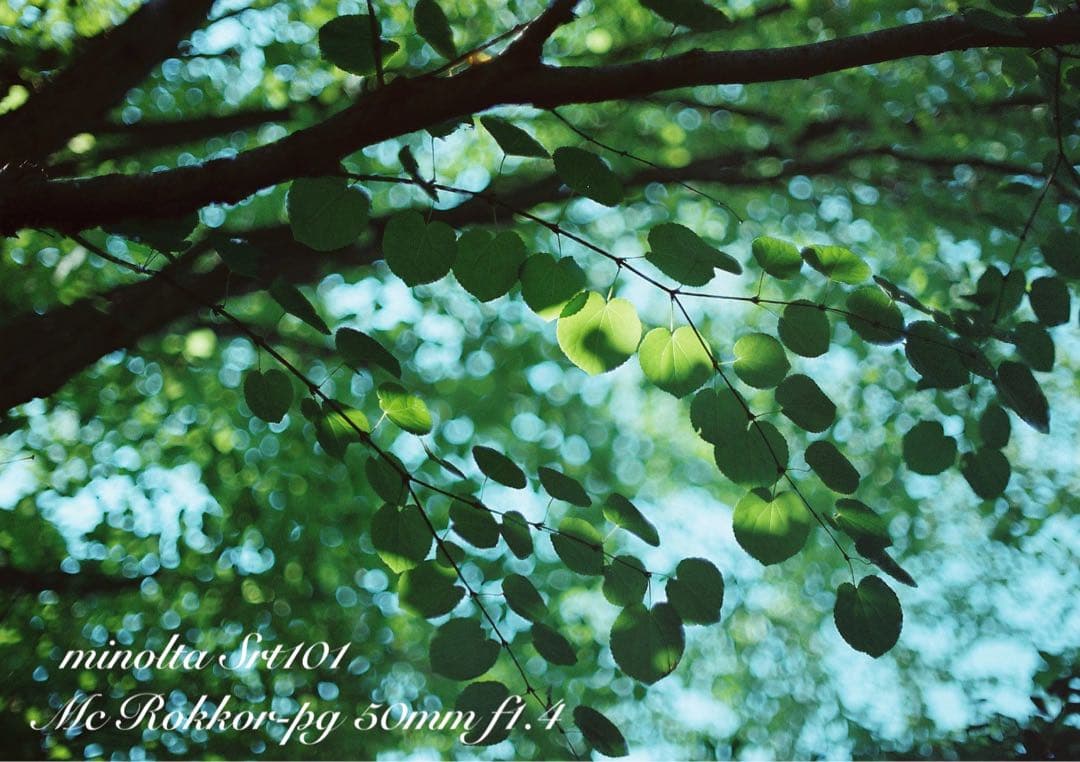 ★超美品・完動品★ミノルタsrt 101／翠のロッコールf1.4★初期保証