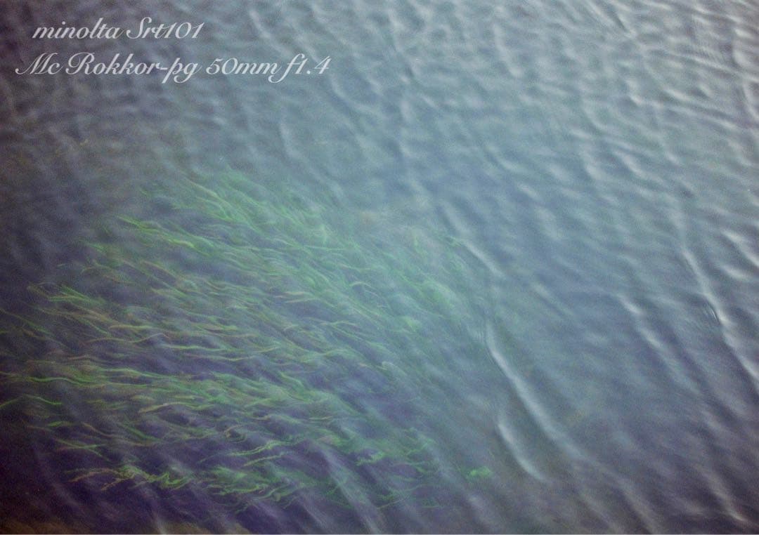 ★超美品・完動品★ミノルタsrt 101／翠のロッコールf1.4★初期保証