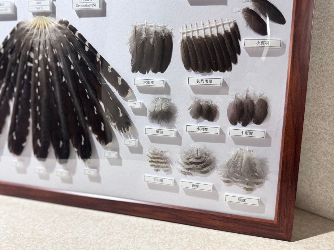 ツツドリの羽標本　野鳥 鳥 羽