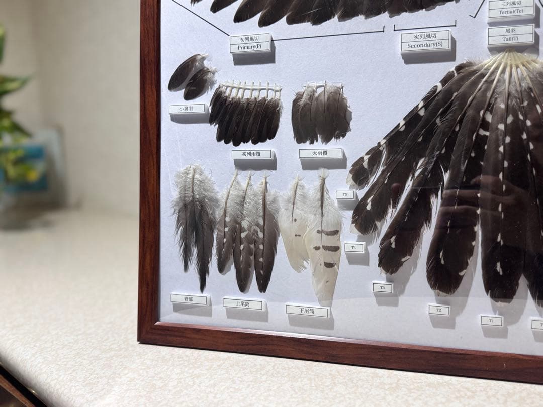 ツツドリの羽標本　野鳥 鳥 羽