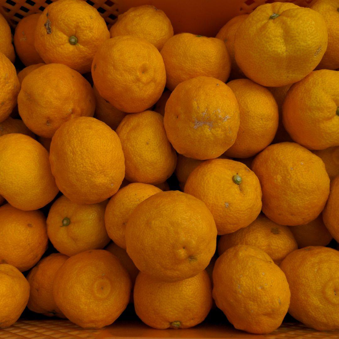 完熟本柚子２０kg（美品）。鍋料理、ポン酢、柚子胡椒、柚子味噌、ジャム、酒、焼酎