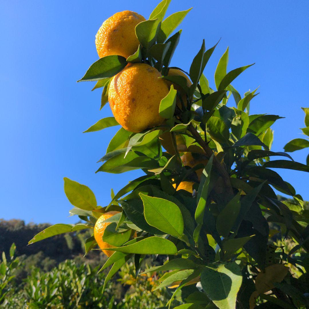 完熟本柚子２０kg（美品）。鍋料理、ポン酢、柚子胡椒、柚子味噌、ジャム、酒、焼酎