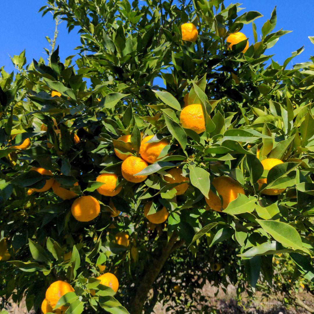 完熟本柚子２０kg（美品）。鍋料理、ポン酢、柚子胡椒、柚子味噌、ジャム、酒、焼酎