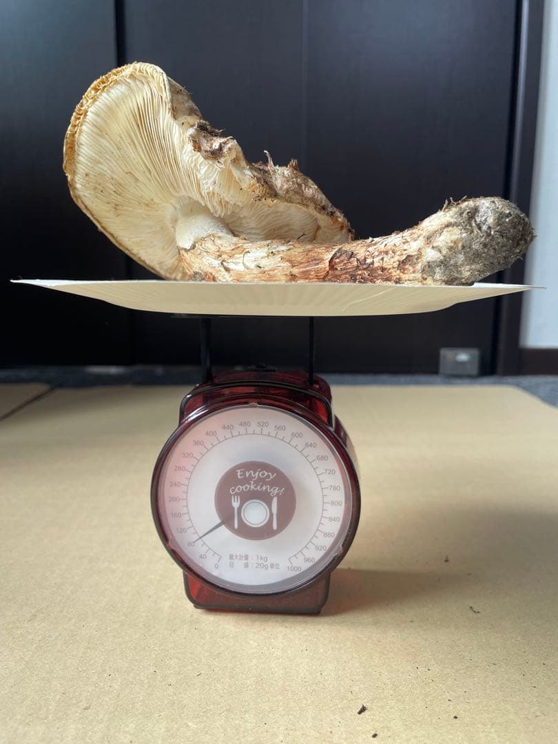 2025.11.24採れたて広島県廿日市産　松茸7本　合計約720グラム