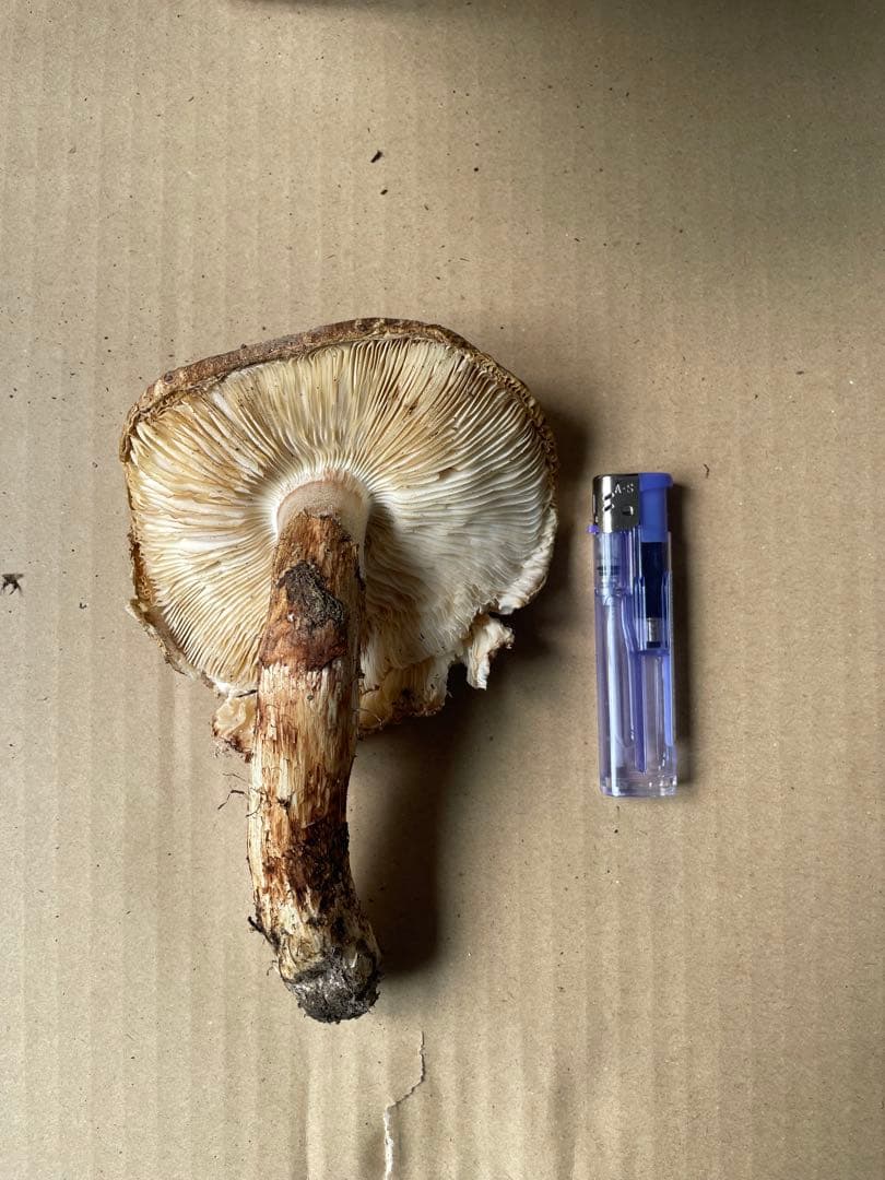 2025.11.24採れたて広島県廿日市産　松茸7本　合計約720グラム