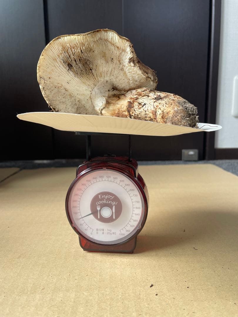 2025.11.24採れたて広島県廿日市産　松茸7本　合計約720グラム