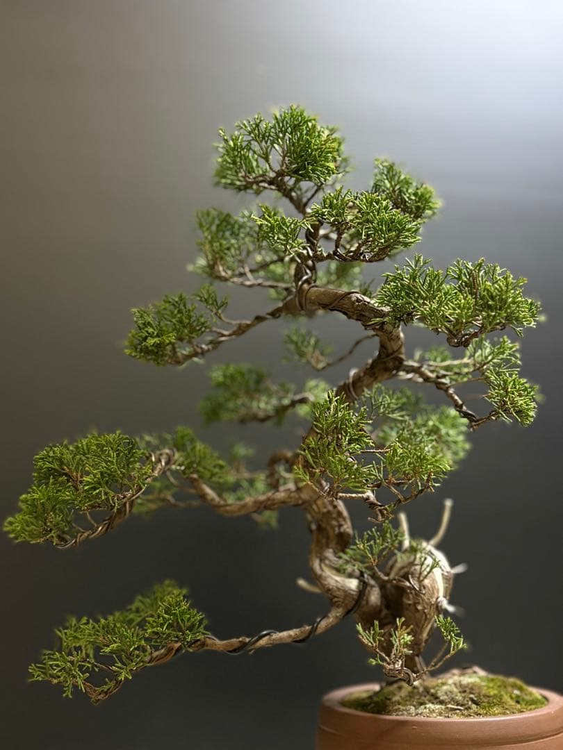 ハ*ウ様 [サービスオークション盆栽]真柏