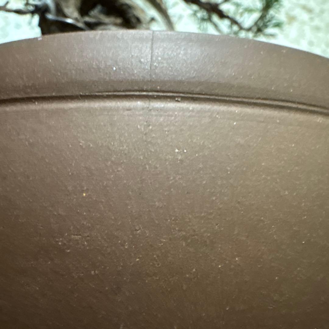 ハ*ウ様 [サービスオークション盆栽]真柏