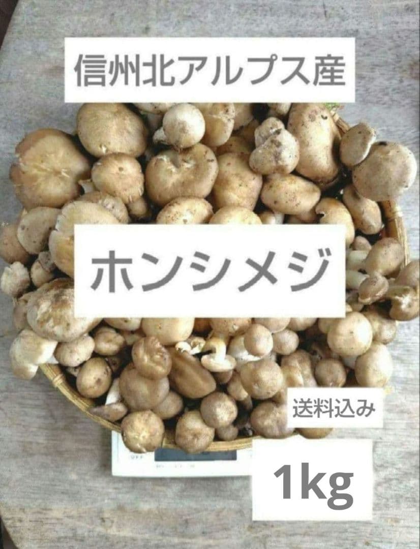 ホンシメジ 1kg 信州北アルプス産 本しめじ　天然キノコ 国産