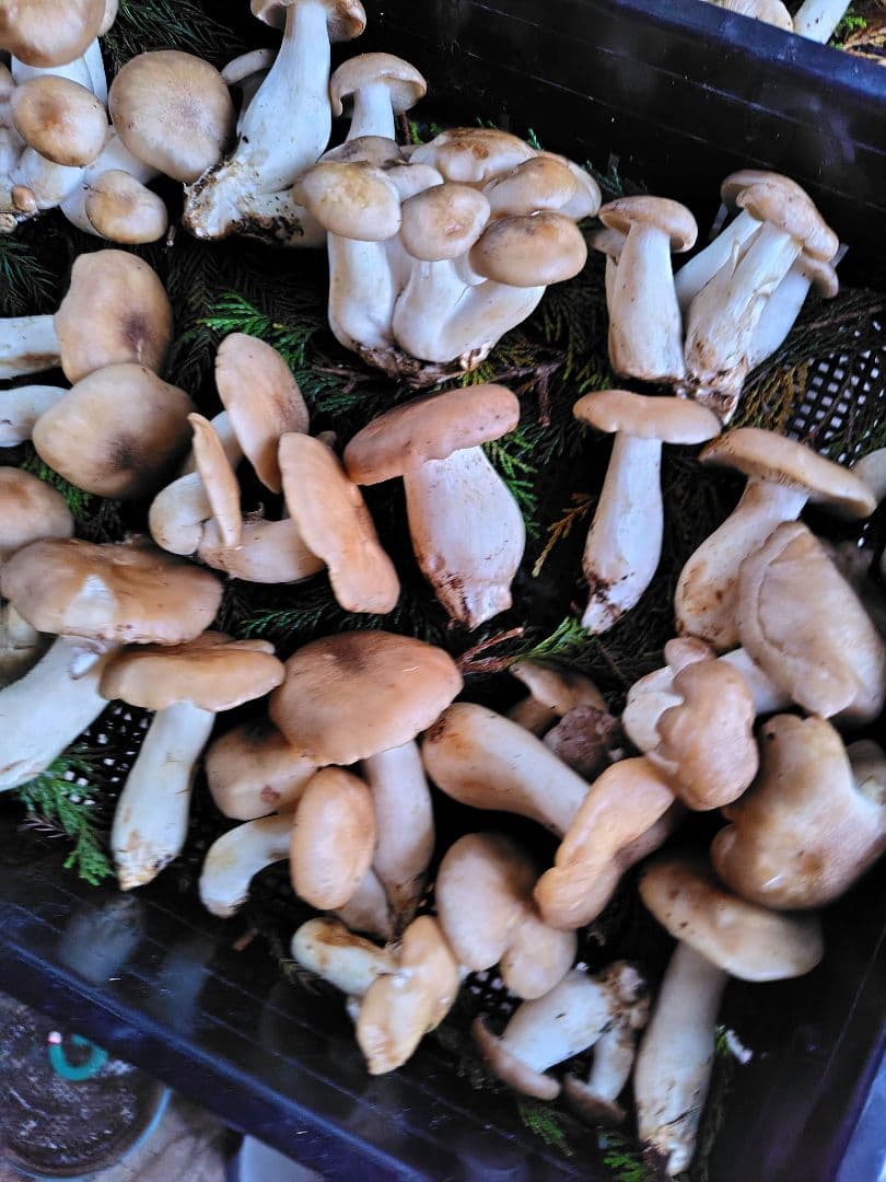 ホンシメジ 1kg 信州北アルプス産 本しめじ　天然キノコ 国産